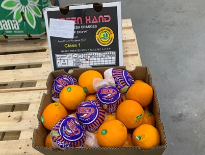 First shipments of Egyptian oranges of the season brought in to Brazil